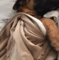 原本想养个硬汉，没想到领回家一个娘炮...