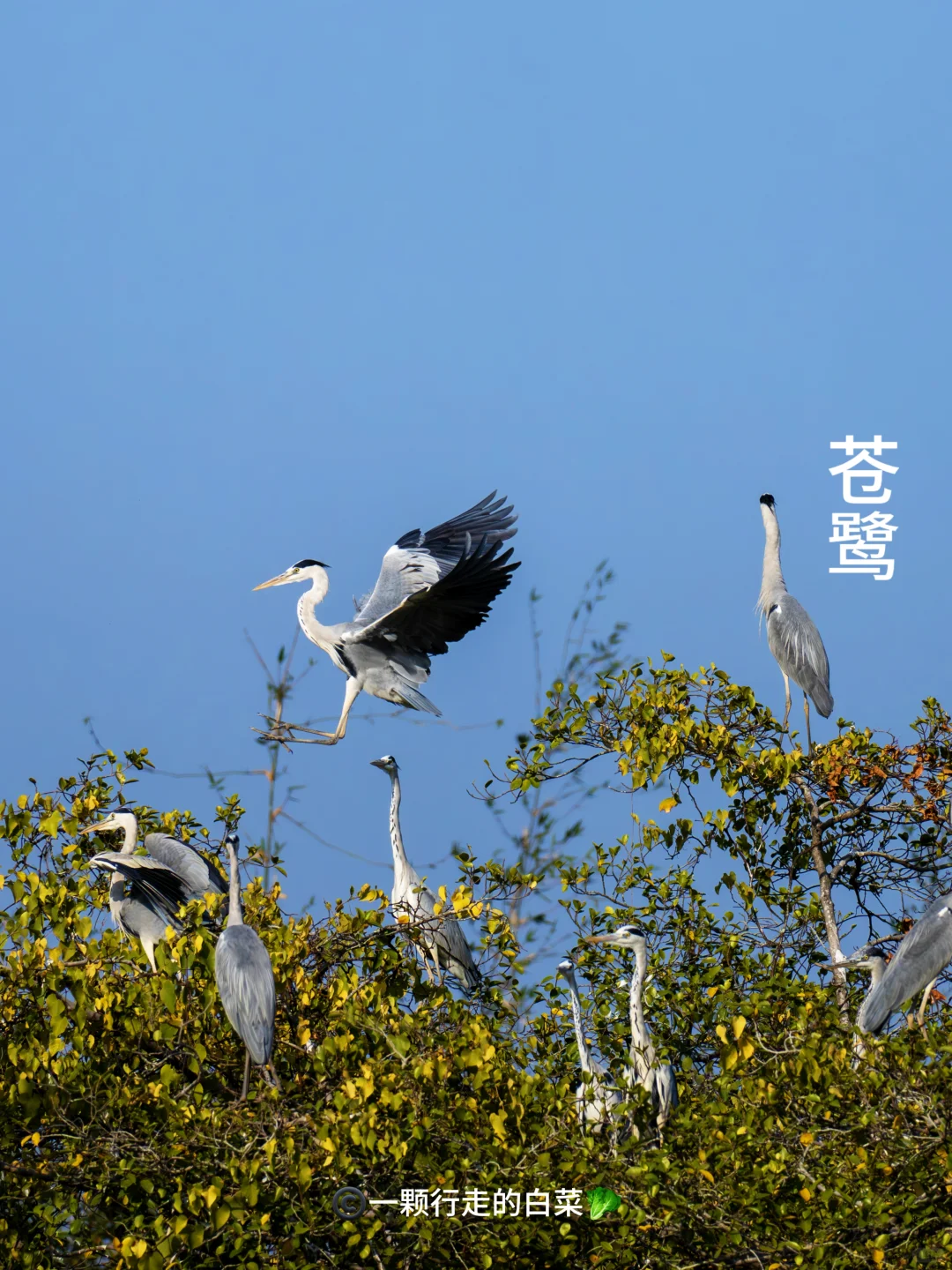 一月认真记录身边的鸟🐦