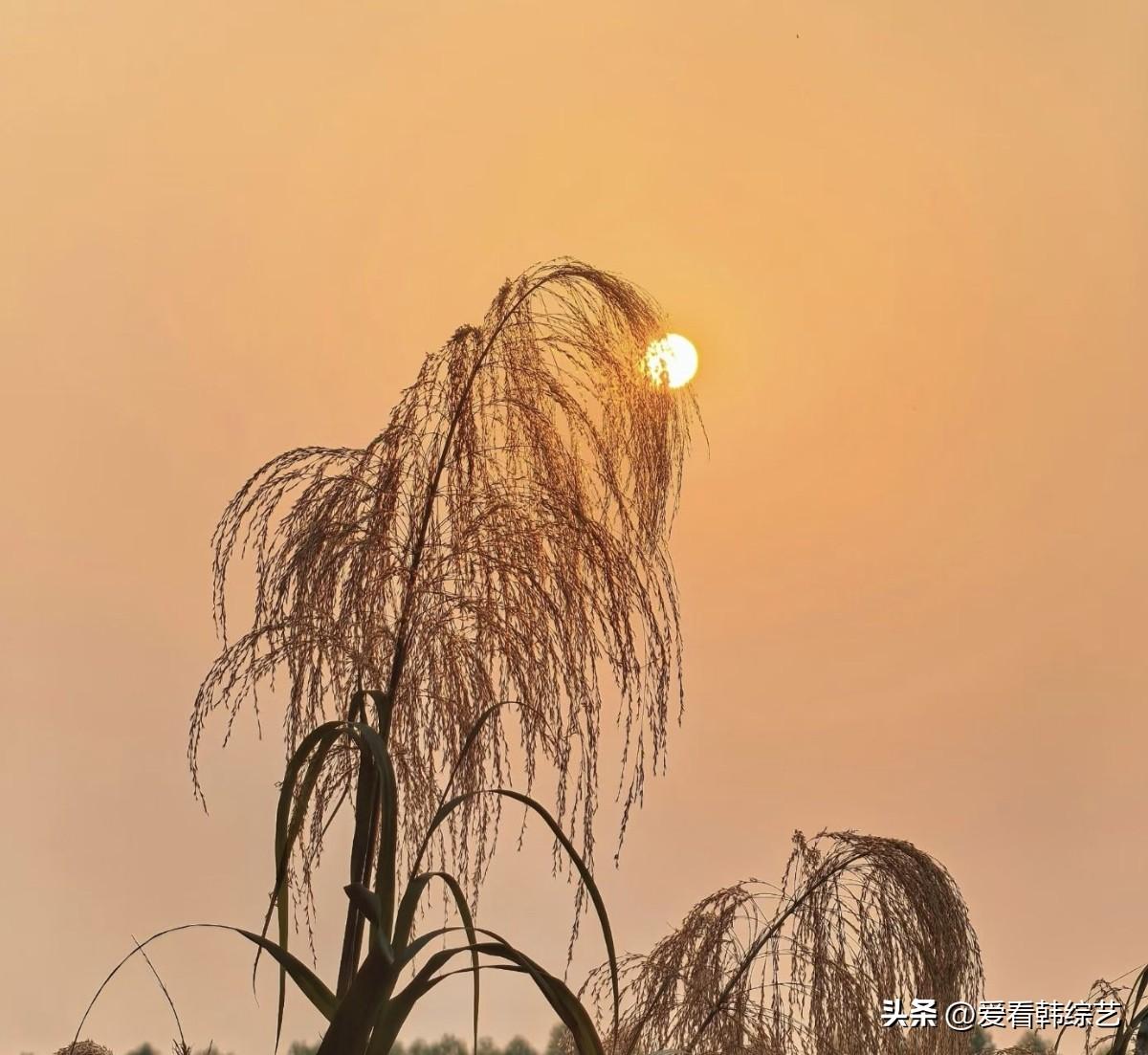 今年春天最想实现的心愿橘色天幕裹着落日，苇穗垂着软绒似的影，在晚风里轻晃。光漏过
