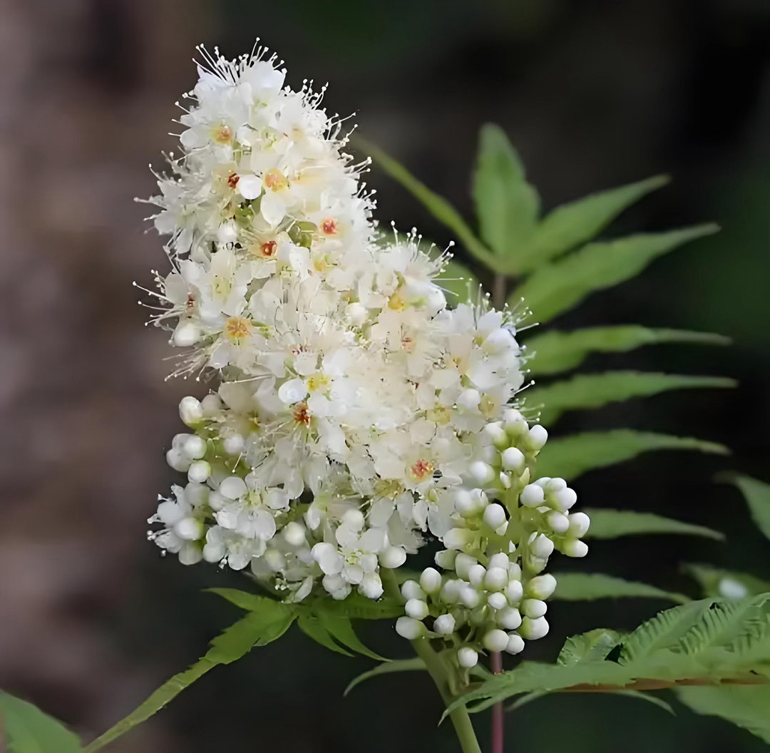 ‎种植 珍珠梅好养活，耐寒耐阴，关键是光照要足、浇水宁干勿湿、花后勤修剪 。放在