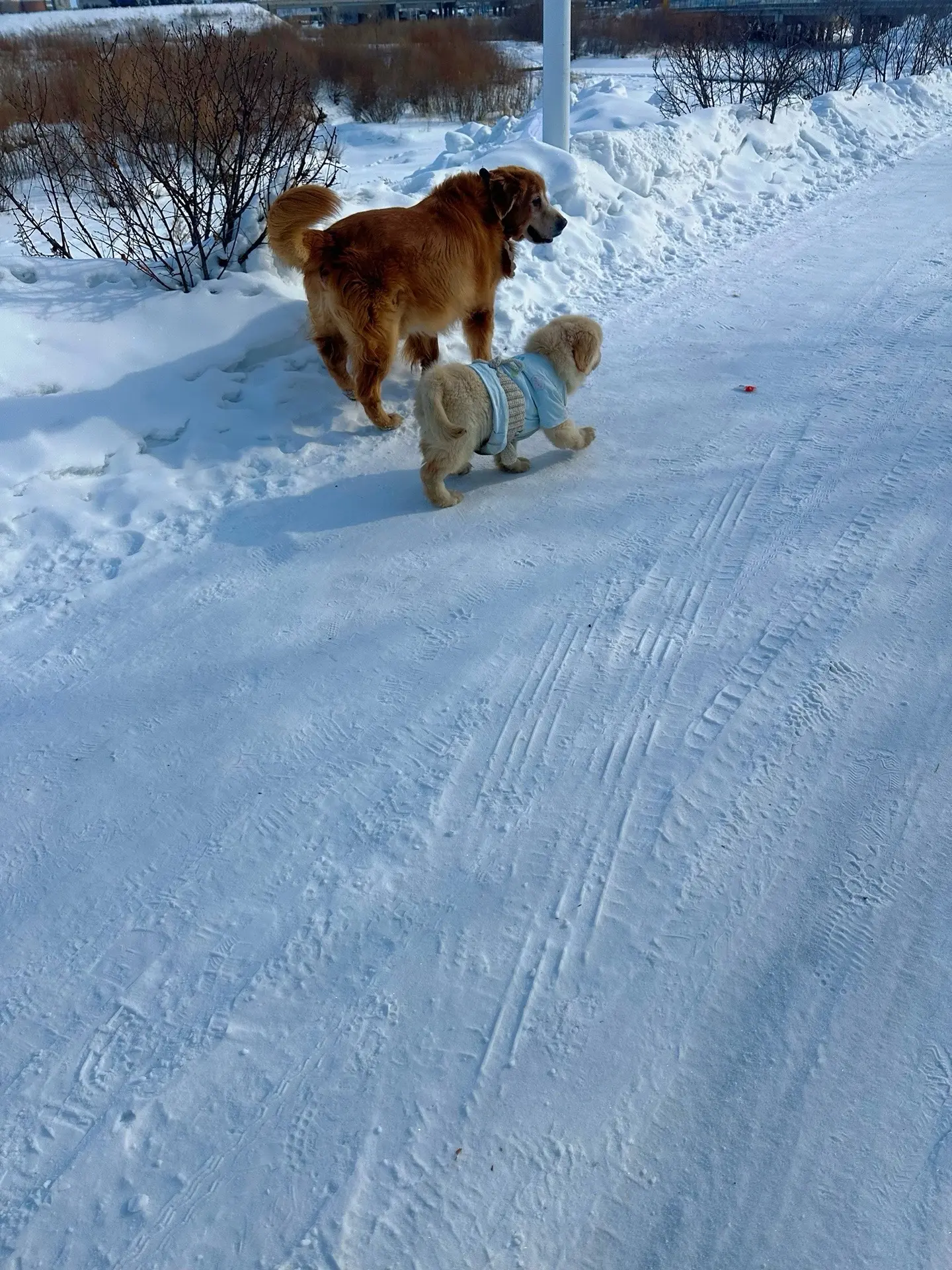 家宝才不是来接大包班的，它是来陪伴大包的！自打大包的老伙伴马达走后，它...