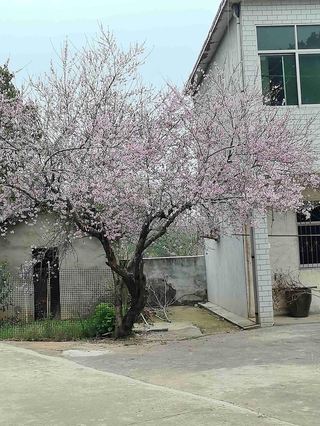 我的今日状态：😁轻松愉快
我这里的天气：☁️阴天
清明临近，今天休息，回老家祭