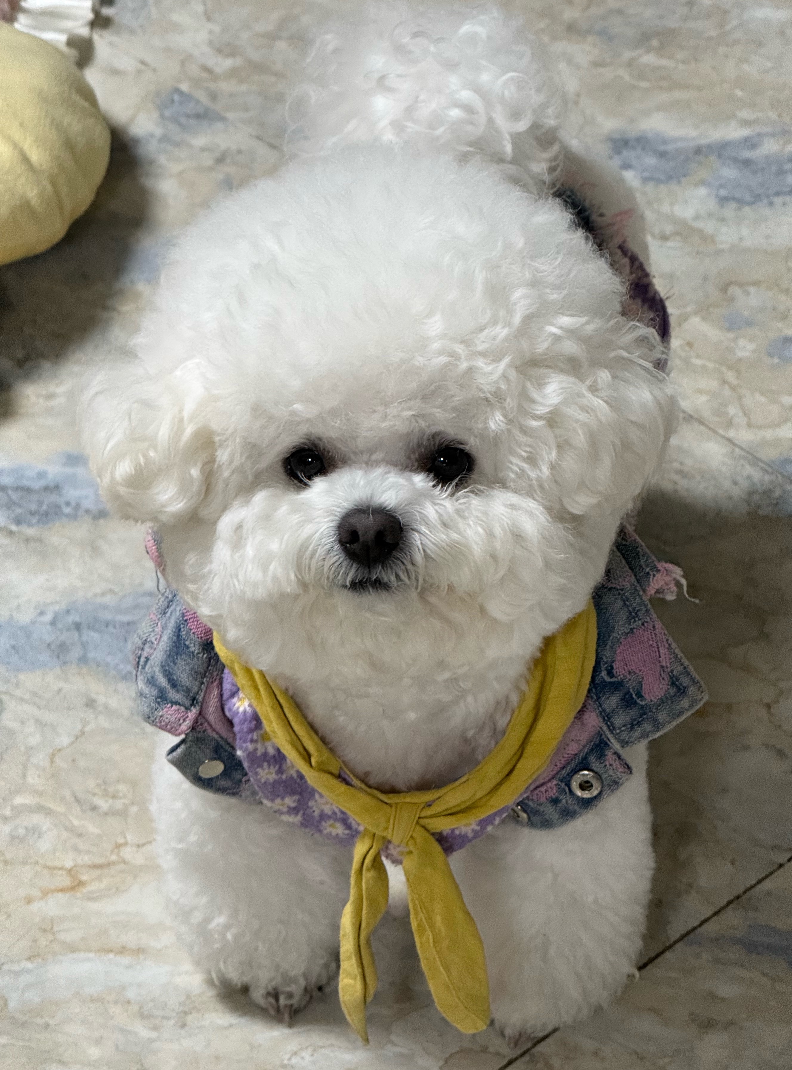 一坨奶白团子比熊宠物