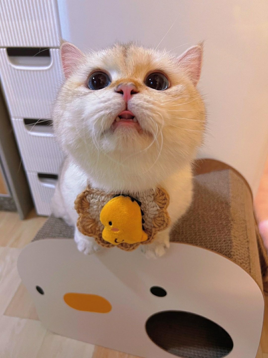 怎么办 他们说我胖得像小猪耶。#萌宠##猫# ​​​