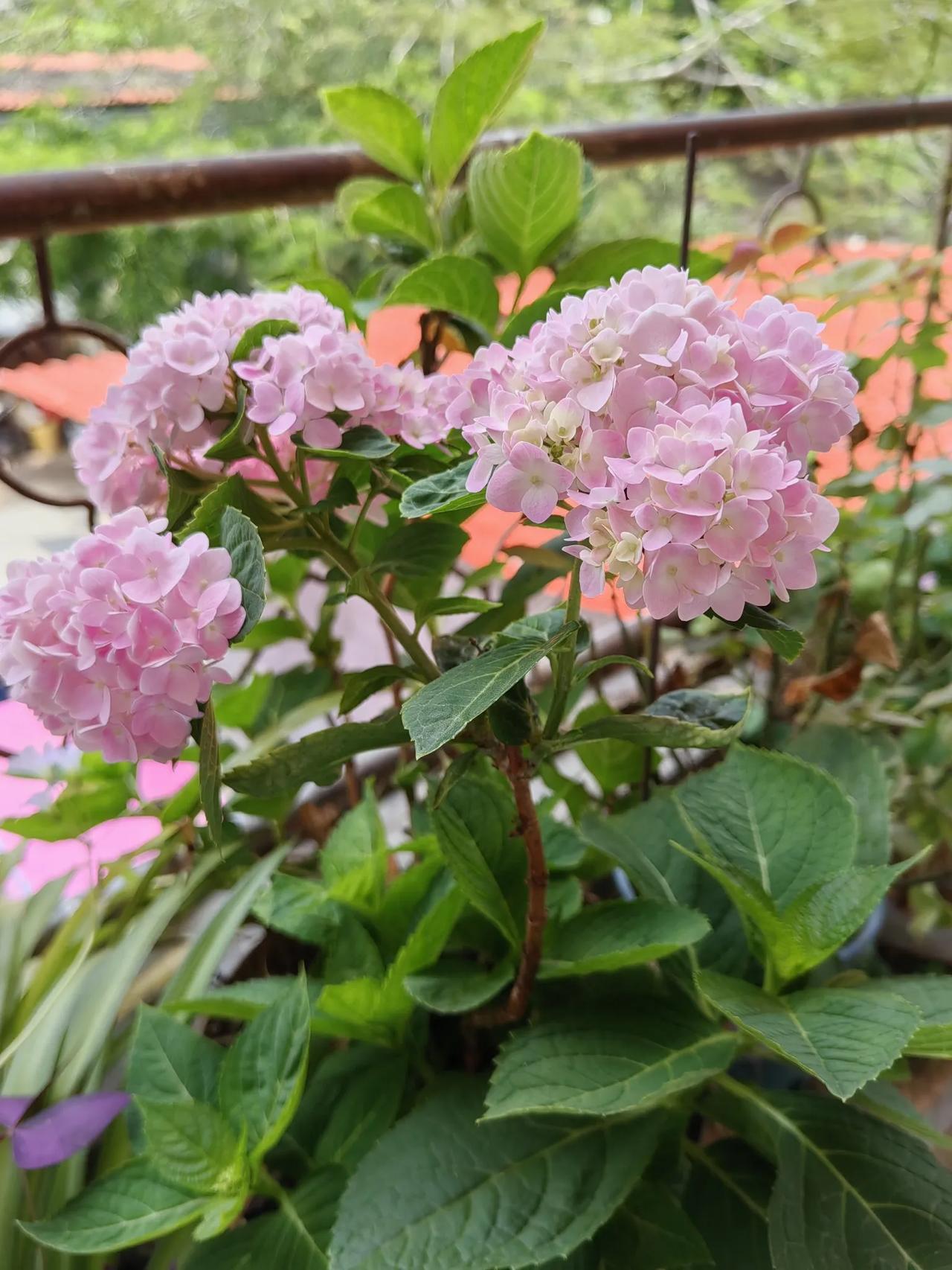 我家的花儿，抚慰我心