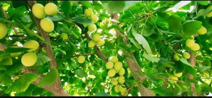 #上联：夏雨滋润万物生#
夏雨滋润万物生
秋风飘荡百果香