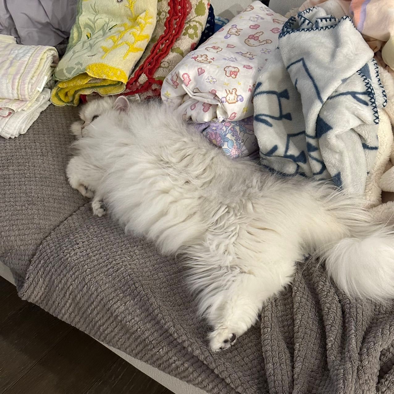 《妈觉冷》#英国长毛猫##银渐层##辣椒家新家回访# ​​​