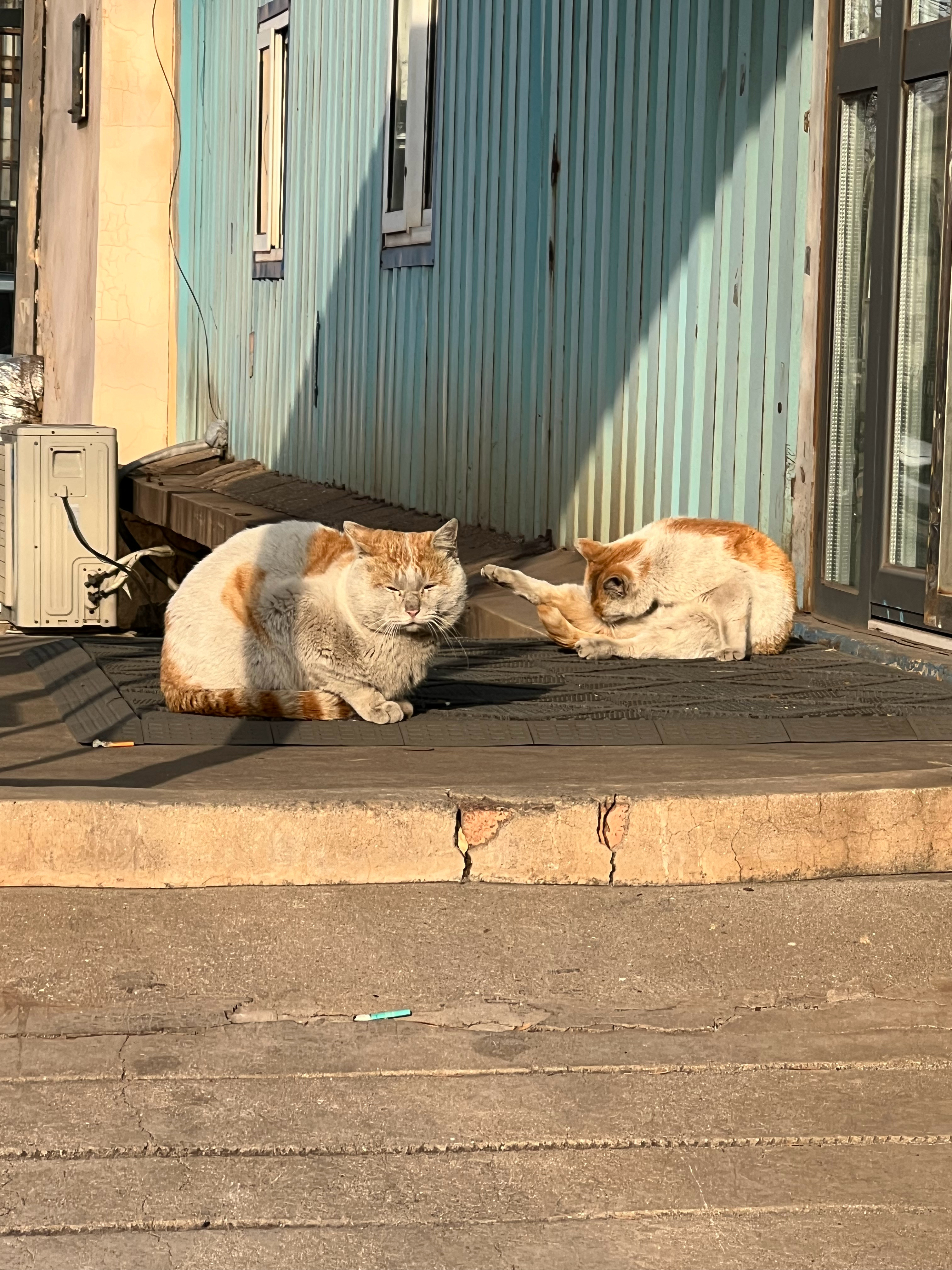 这猫也太脏了，根本下不去手 天津·中国天津自由贸易试验区