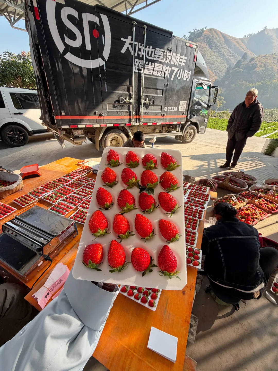 顺丰车直接等在地里，谁家草莓有这么新鲜！