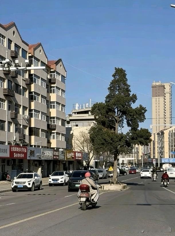 不拆不移！探访胶州核心区的“钉子树”，车流环绕中的岁月守望者。
车流绕行为序，古