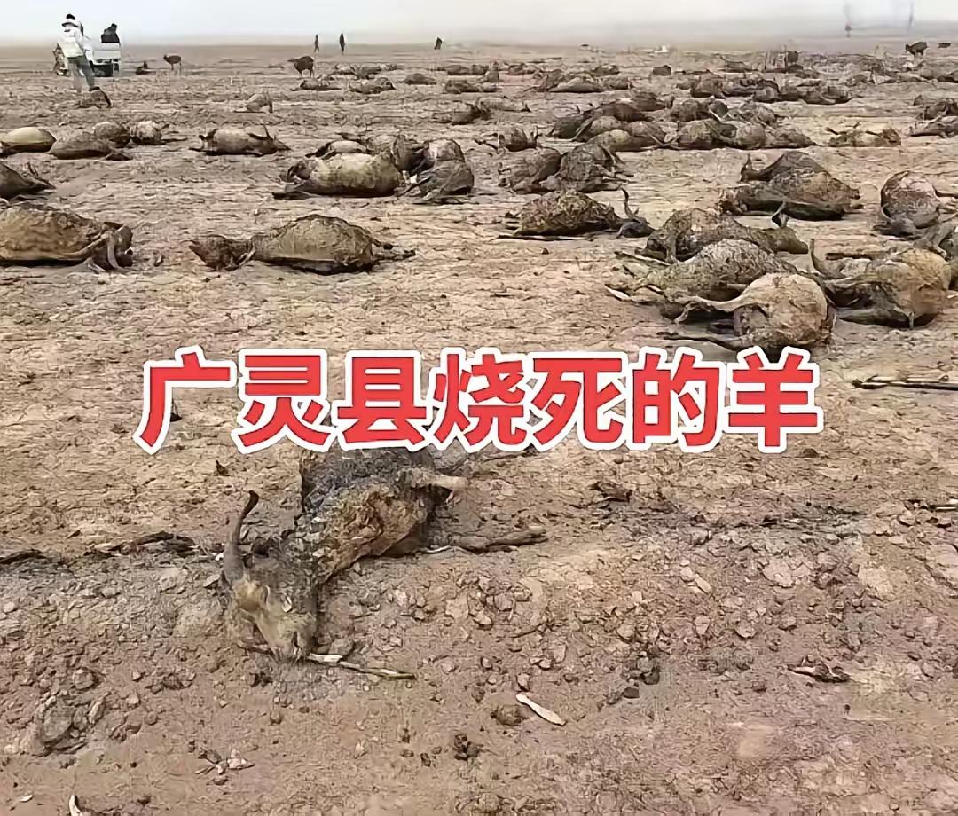 山西大同，170多只羊被烧死现场！养羊人杨先生，只有一只左手，妻子常年卧病在床，