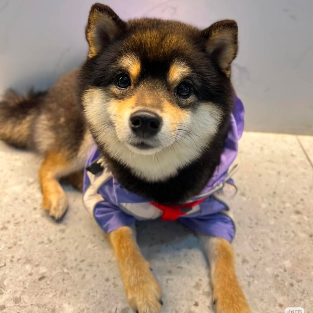 眼睛亮亮的小🐶