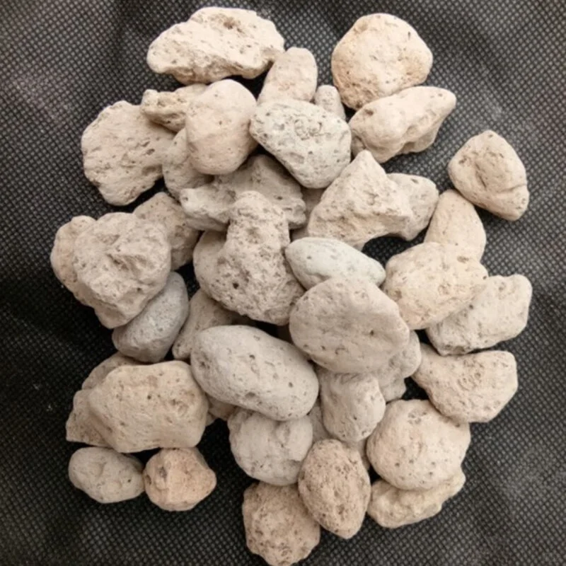 清肺化痰，海浮石助你消除肺结节！