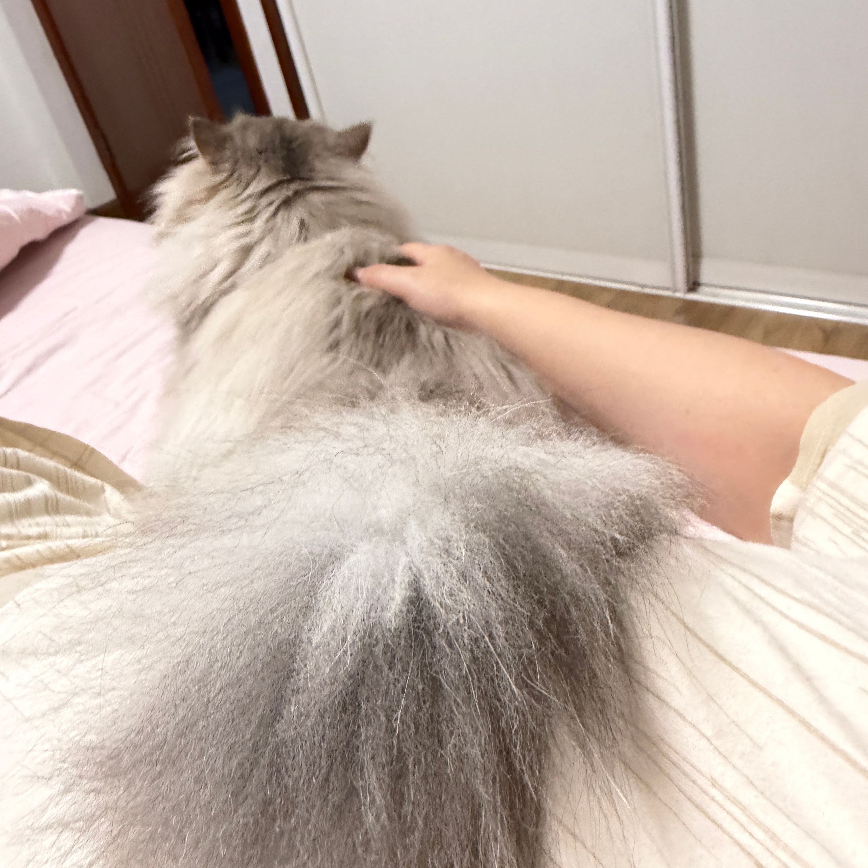 养猫人才知道小猫这一脚的含金量单纯尾巴闲不下来 