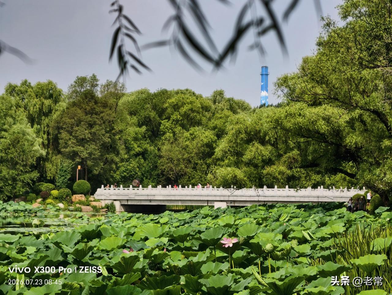 长春南湖公园夏日的景色。
廊桥流水，荷叶满池，偶尔盛开的荷花更显婀娜，清风伴柳，