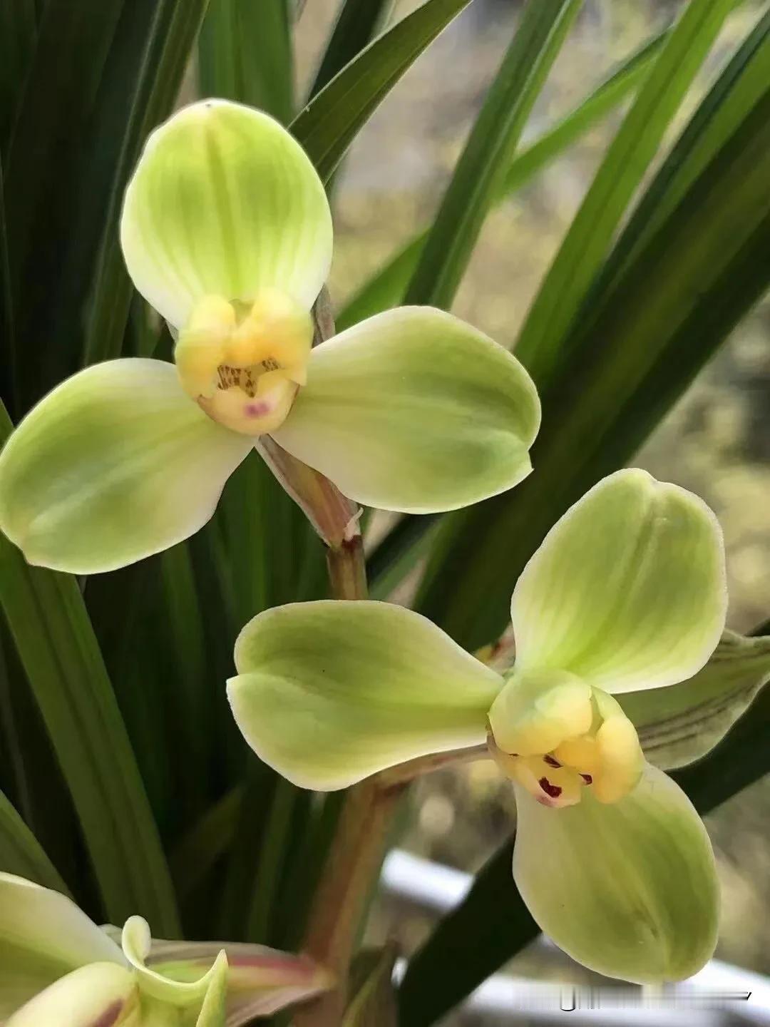 春剑铭品、玉海棠分盆记录兰花种植 兰花基地 兰花国兰 

兰花开花的条件
并不是