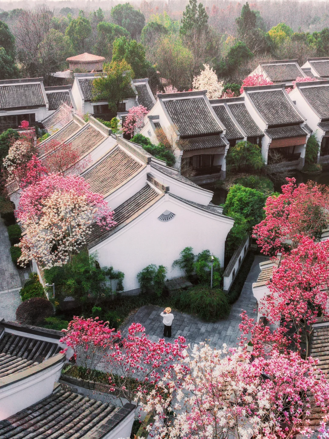 别挤法喜寺❗️实拍杭州西溪🈚️人玉兰花全盛