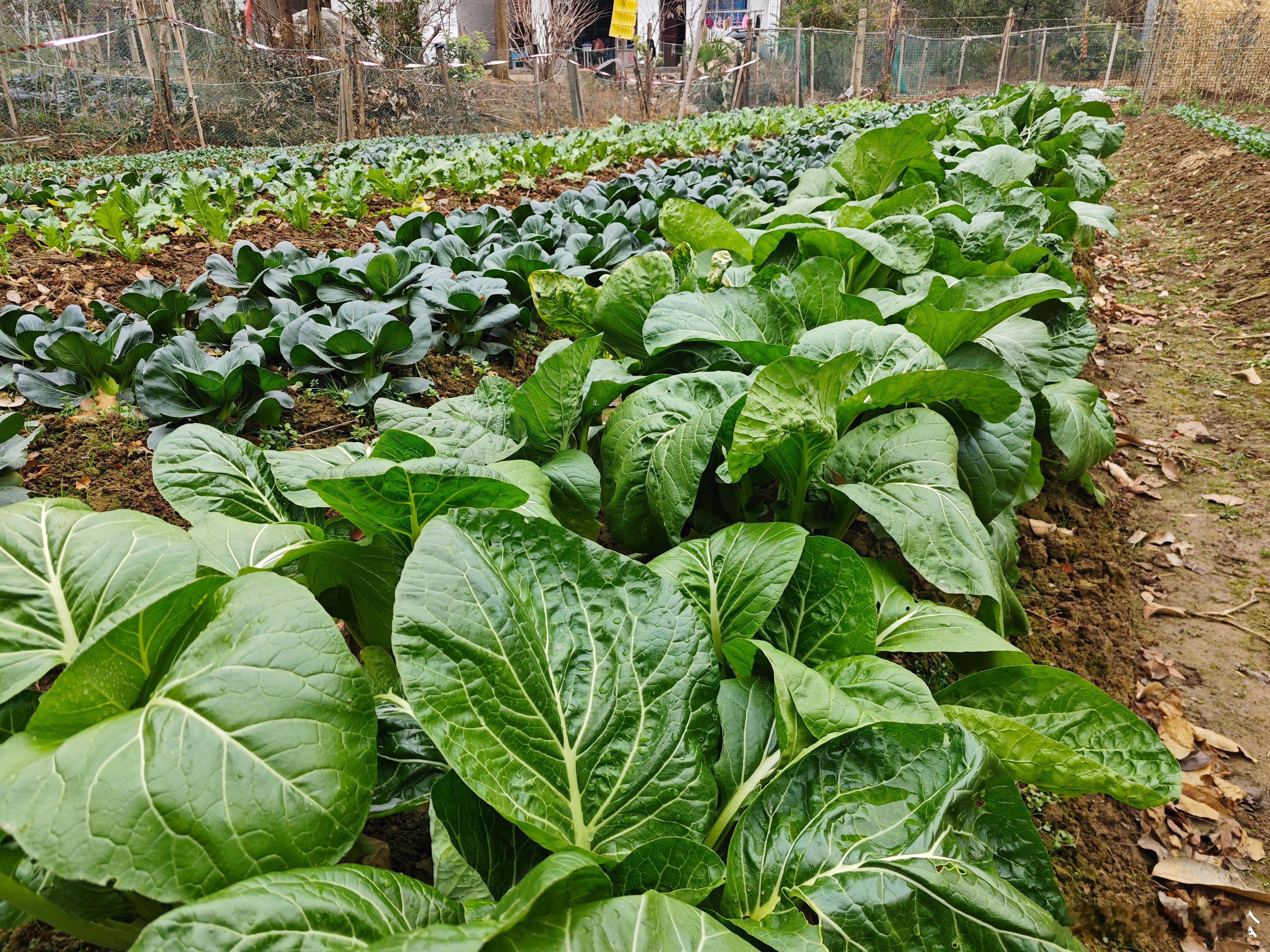 自家菜园的快乐，是随手掐一把青菜的新鲜，带着泥土香，炒一盘家的味道～ 