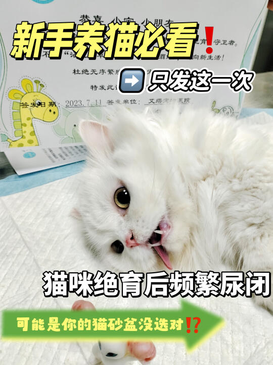 绝育后尿闭反复？竟然是猫砂盆惹的祸？！