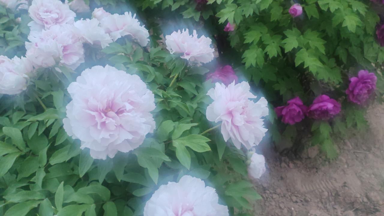 手机随拍鲜花这一丛牡丹开得真是气度非凡！春日里最动人的光景，莫过于这满园的牡丹肆