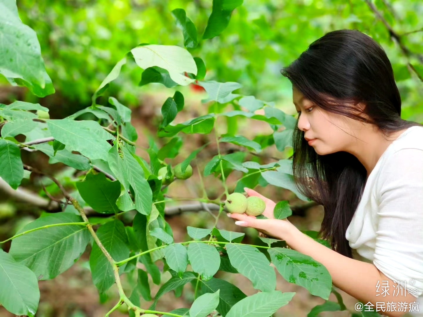 枝头有光见真味 雨后的阳光穿过叶隙洒在婷婷肩头。她在果园深处驻足良久，看山风拂过