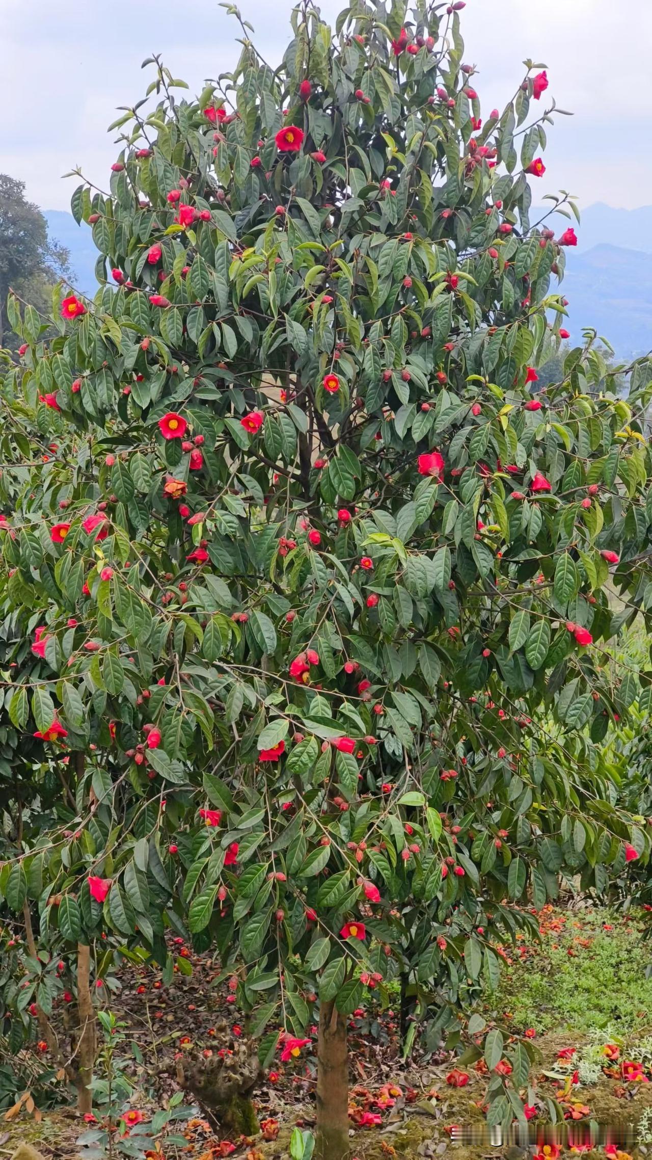 今年大家回老家过年吗？

时间过得真快啊！今天是小年，还有几天就是年了，大家都放