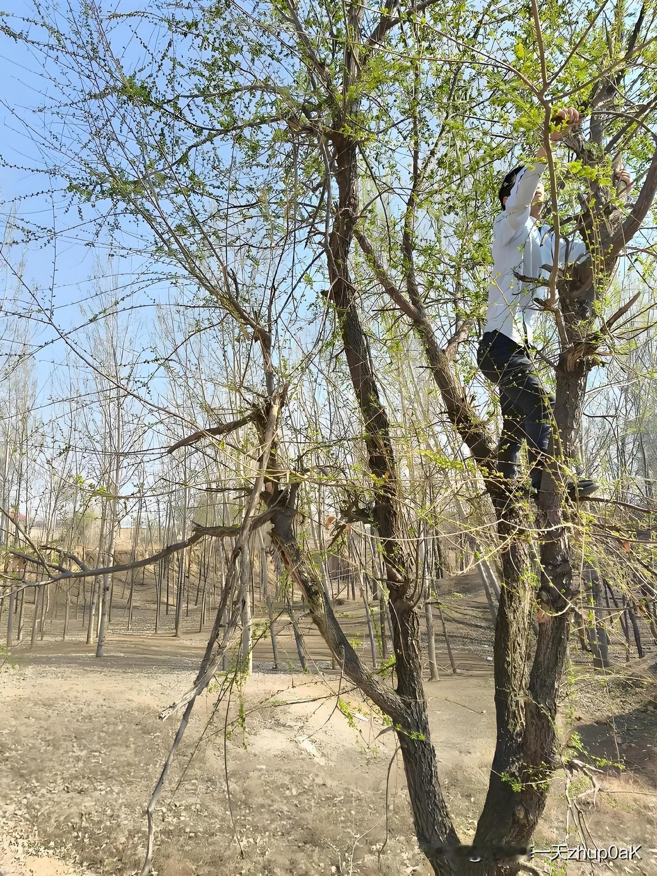 《风送榆钱入户》
——明.杨继盛 
三月不知春色暮，
重门深锁贯城寒。
东风错认