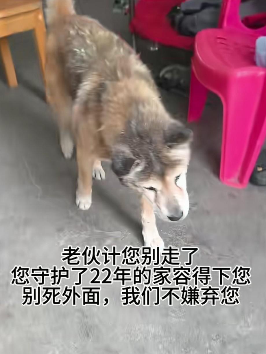 邻居家养了二十多年的土狗，最后那天走路摇摇晃晃地走出家门。应该知道它大限将至，却