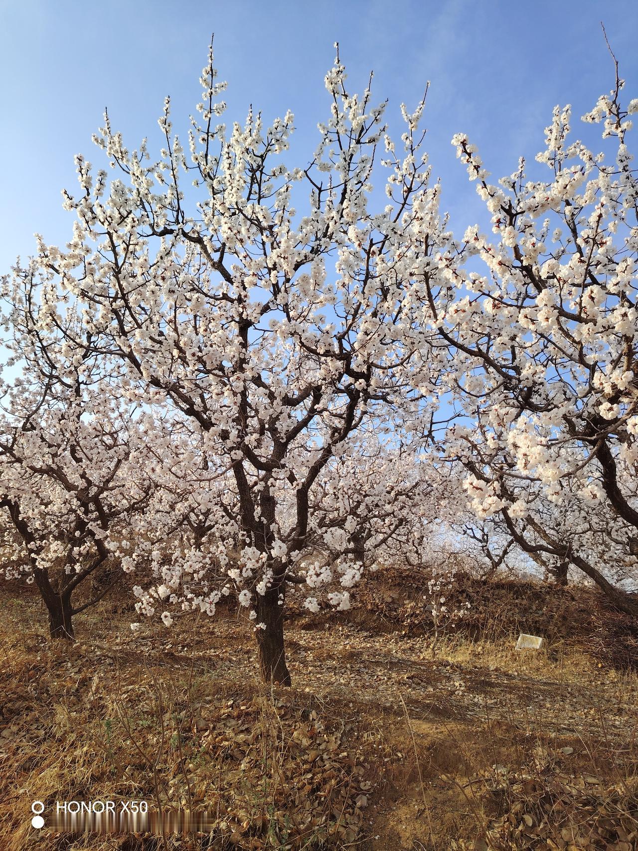 你愿意晒出镜头里的春天吗愿意春天来了，小草吐出新绿，柳枝发芽了，燕子飞回来了，杏