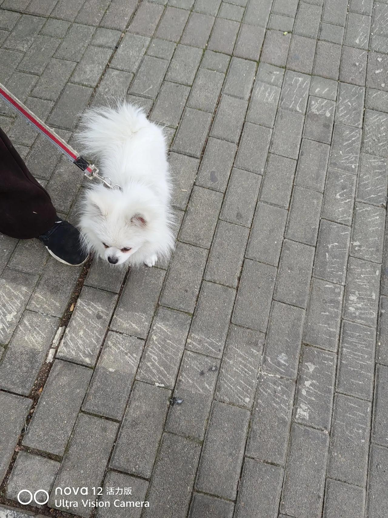 冬日生活打卡季今天买菜回来的路上，遇到一位阿姨在遛狗，她的狗真的非常活泼，逗人爱