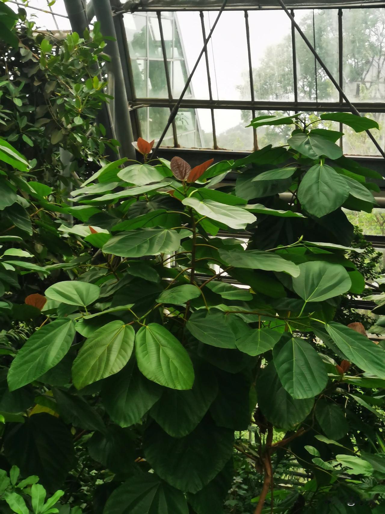 秋日重庆南山植物园掠影
南山植物园的展览温室所搜集的植物已多达 2300 余种，