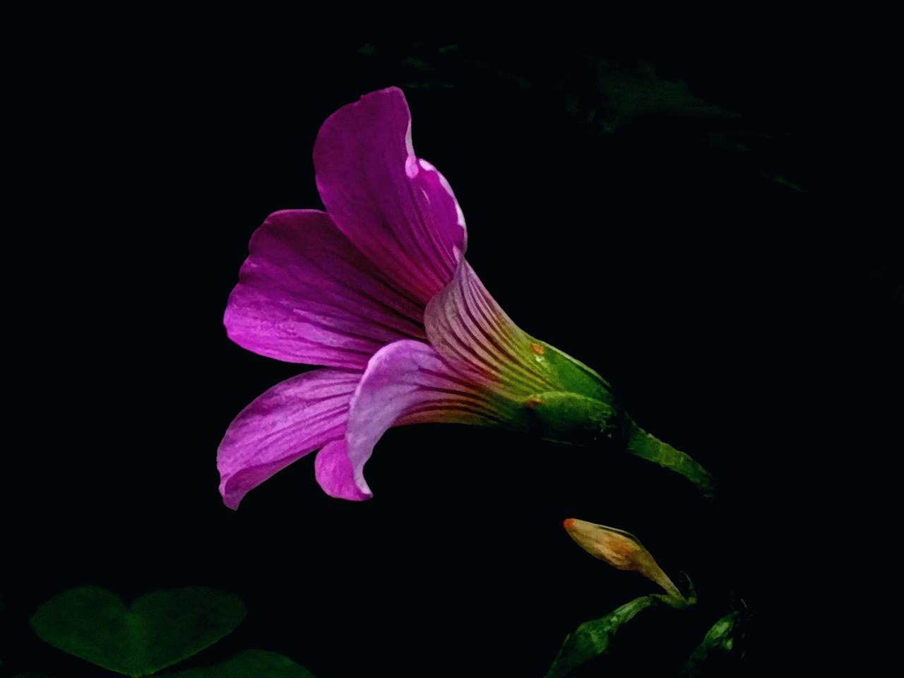分享一张随手拍的花。