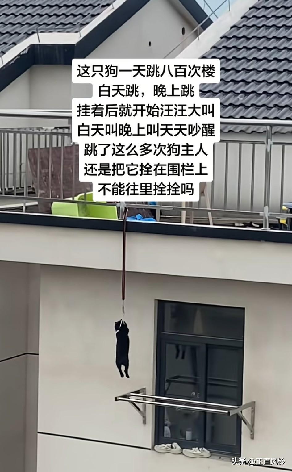 这只狗一天跳八百次楼，白天跳晚上跳，挂着后就开始汪汪大叫，白天叫晚上叫天天吵醒！