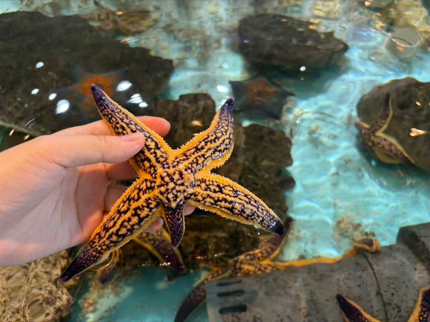 发现宝藏山东 耕海1号｜烟台海上乌托 烟台藏了一座漂在海中央的海星梦幻海岛🌊这