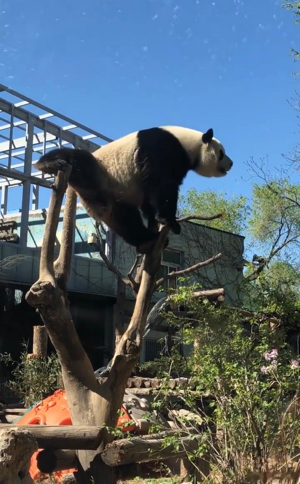 功夫猫烽火问鼎计划 ​​​