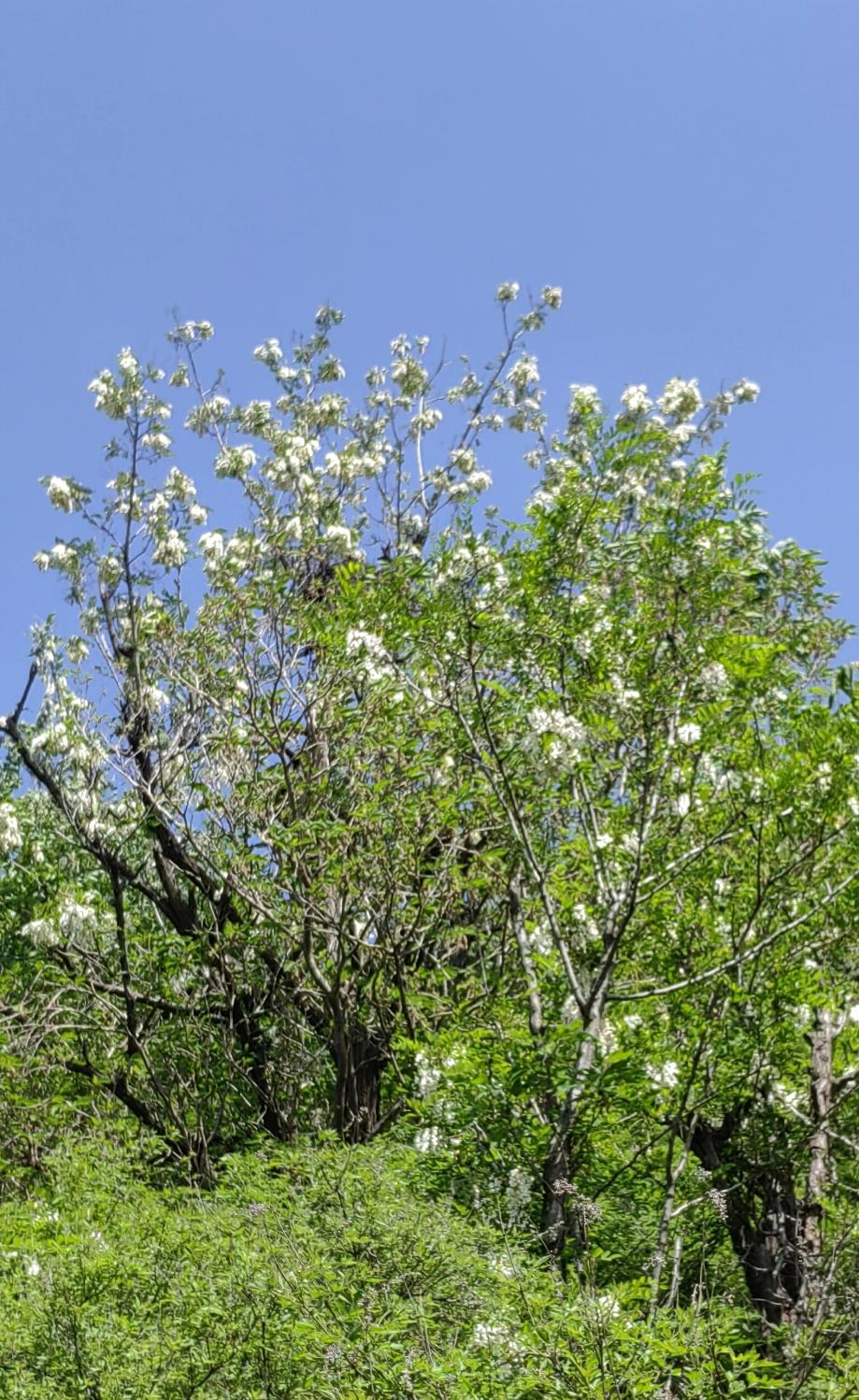 上午去山沟里瞎转悠，准备呼吸一下新鲜空气，取点有用的风景，人车都很多，多是中年人