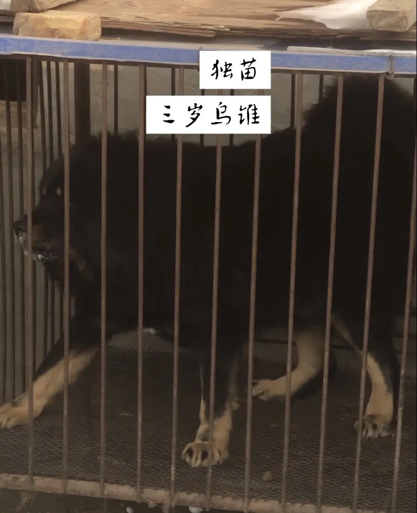 顶级纯正中华犬 好心态决定狗狗的一生