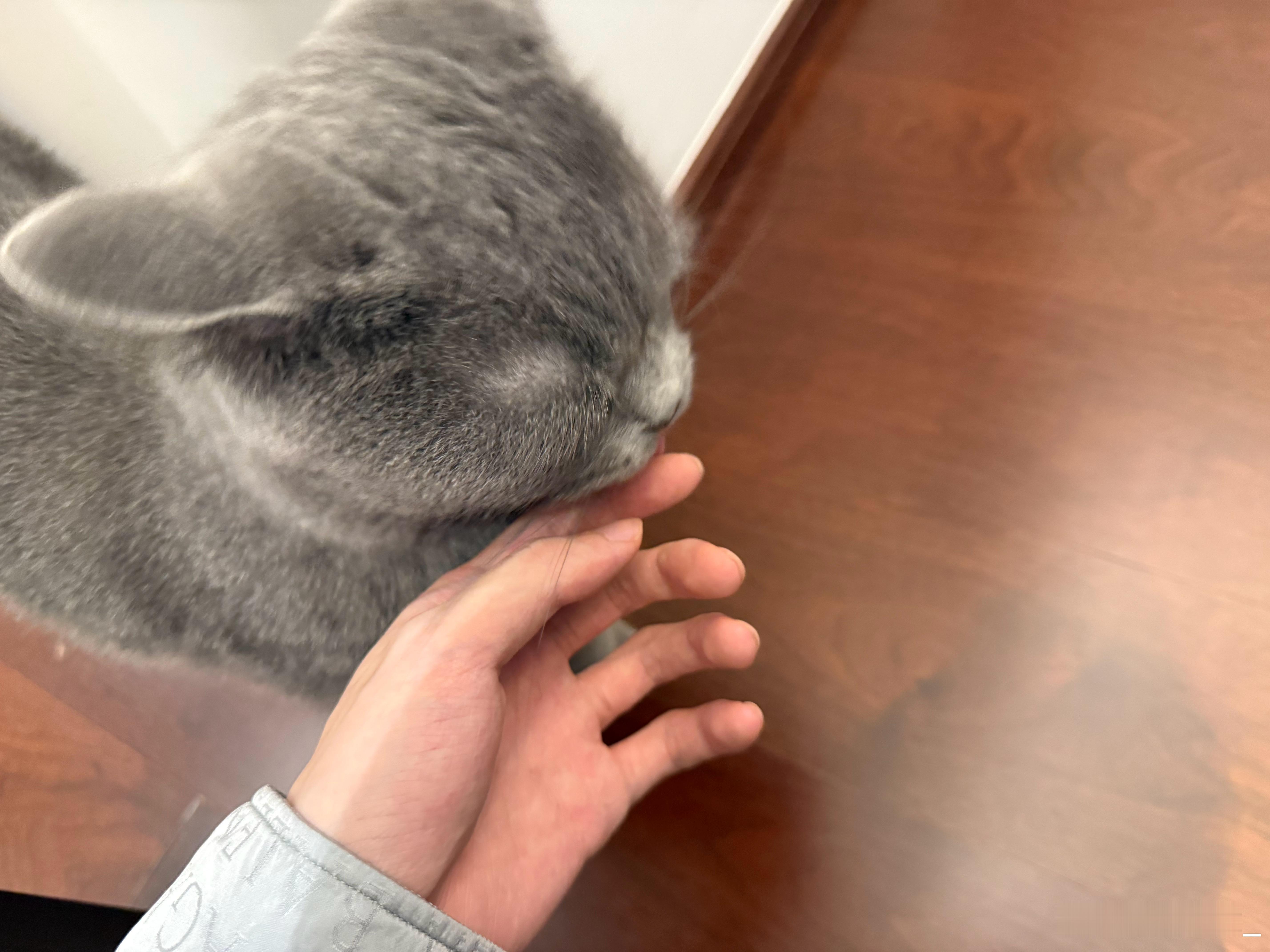 逮捕一只录音时间捣乱的小猫咪！识月Oct
