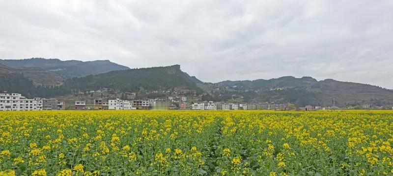 古蔺县农业农村局：田畴织锦绣 乡村谱新篇


在这片曾经寂静、贫瘠的土地上，古蔺
