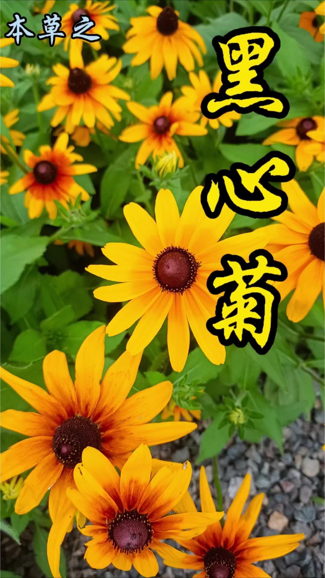 🔥乡村郊外的黑心菊有多美？在乡村郊野农田边，常能遇见被称为“黑眼苏珊”的黑心菊