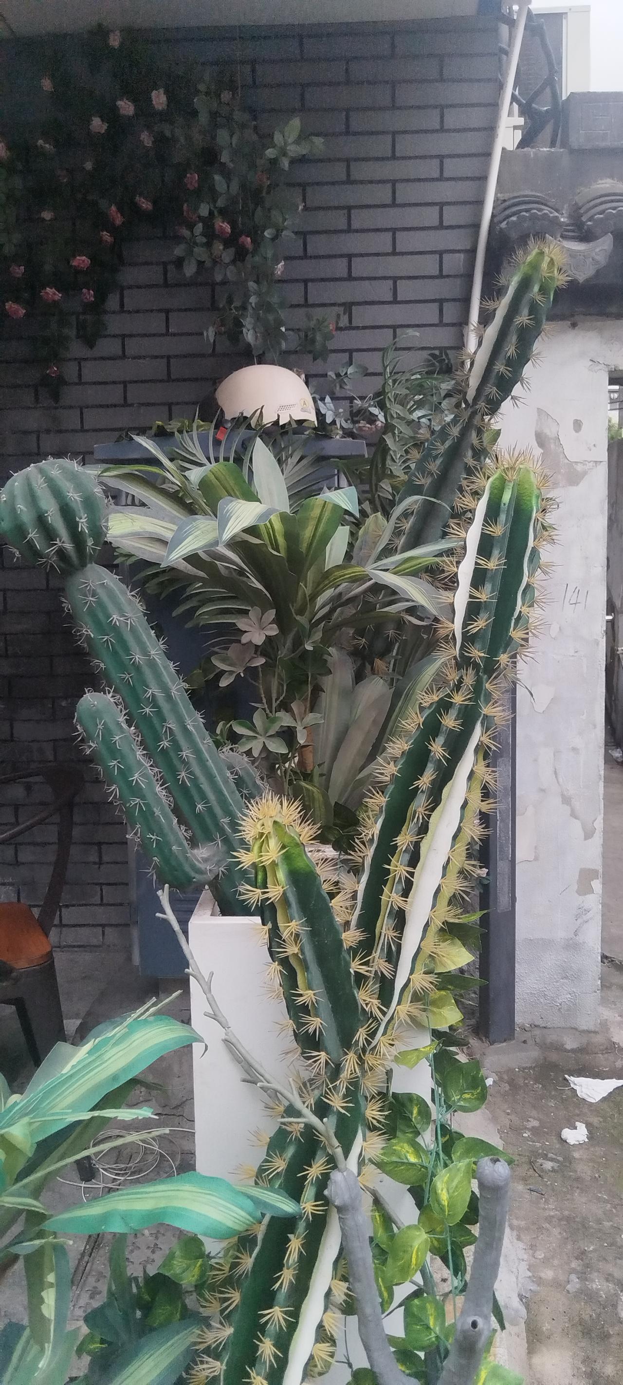 ，什么花都行