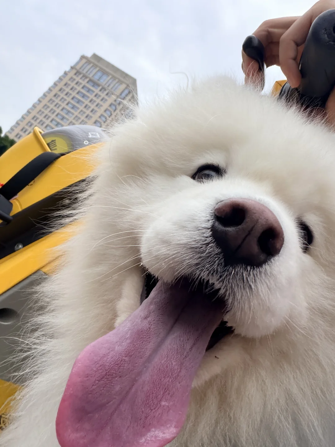 只有小狗在一直的爱这个世界