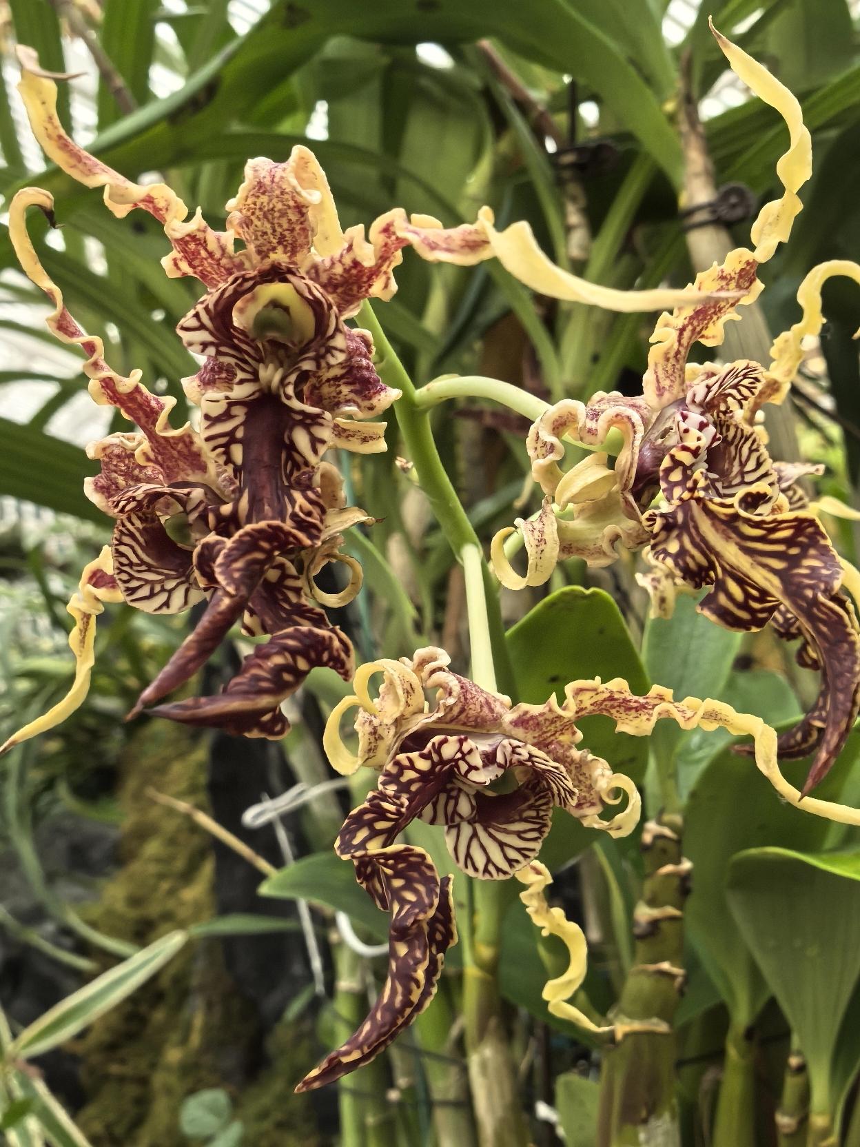 大魔鬼，居然是一种兰花的名字？希望不会影响到你心目中兰花的美好印象。
大魔鬼石斛