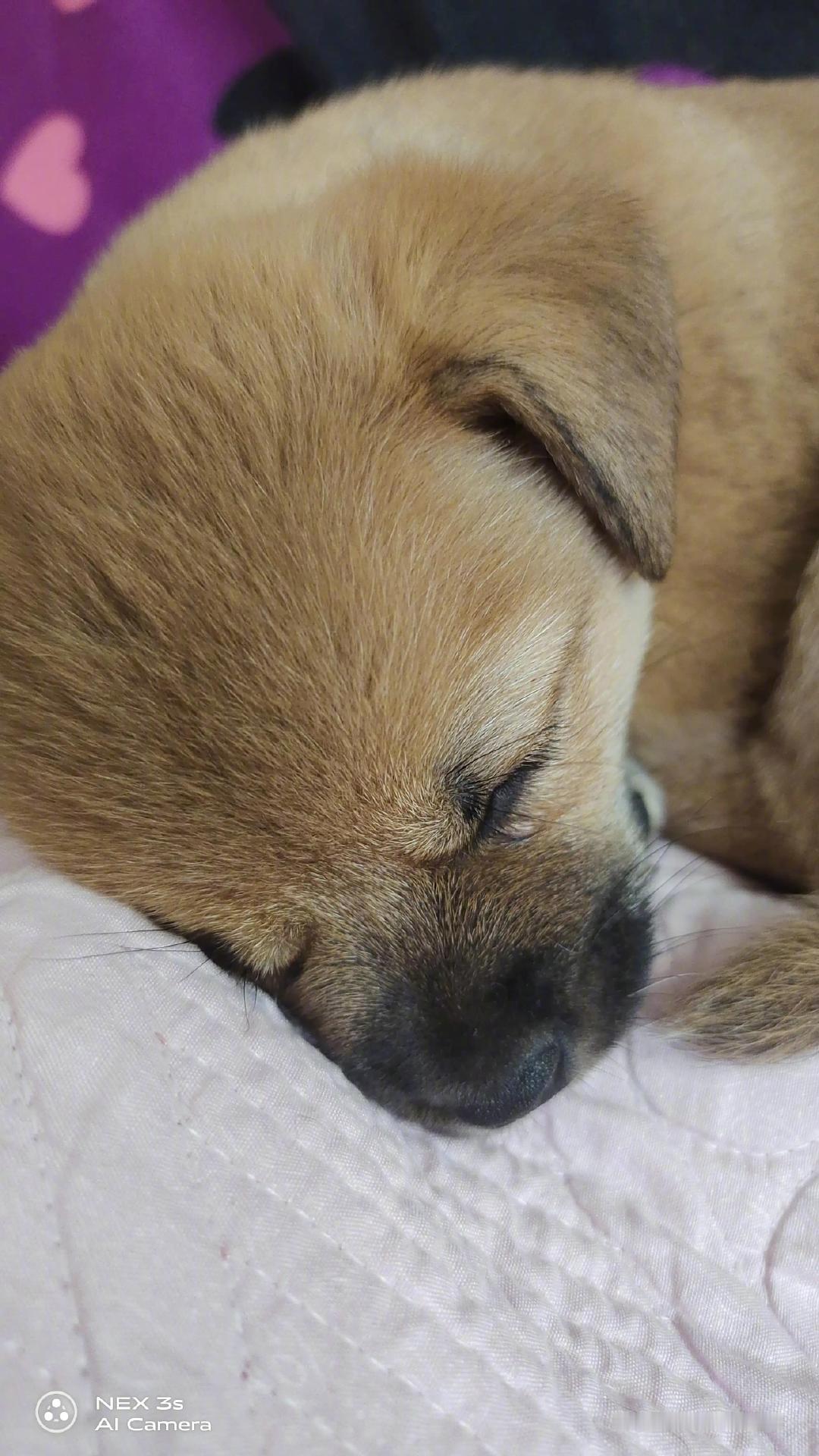 网友分享：永远都不会流浪了，看看睡的多么踏实，有家就有温暖！