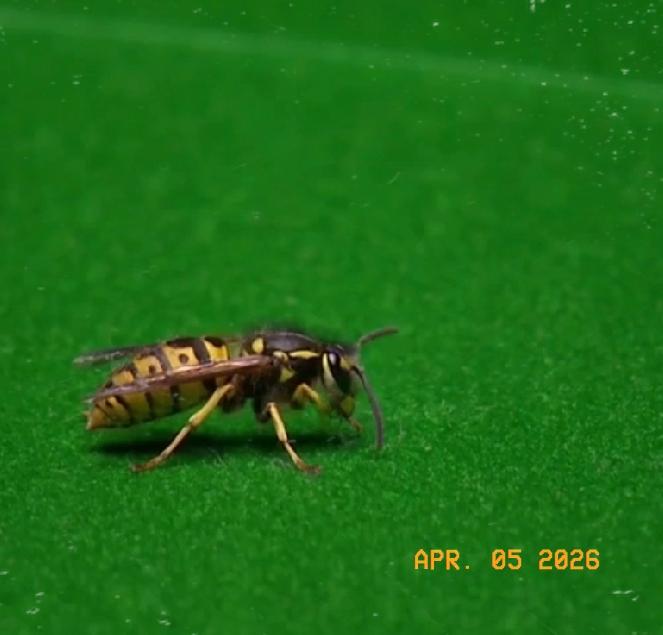 第7局，赵心童又打单杆98分，99-0再下一城，比分带到5-2领先，比分差距越拉