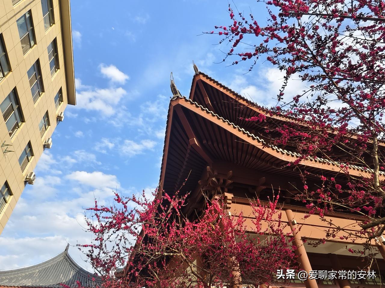 紫荆花开，与藏一角博物馆的古建筑相得益彰，人家都说什么锅配什么盖，春天各种花开，