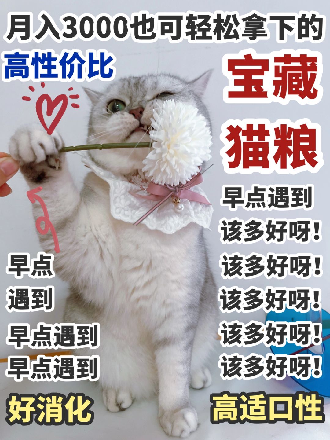 平价猫粮天花板，挑食猫也轻松被拿下！