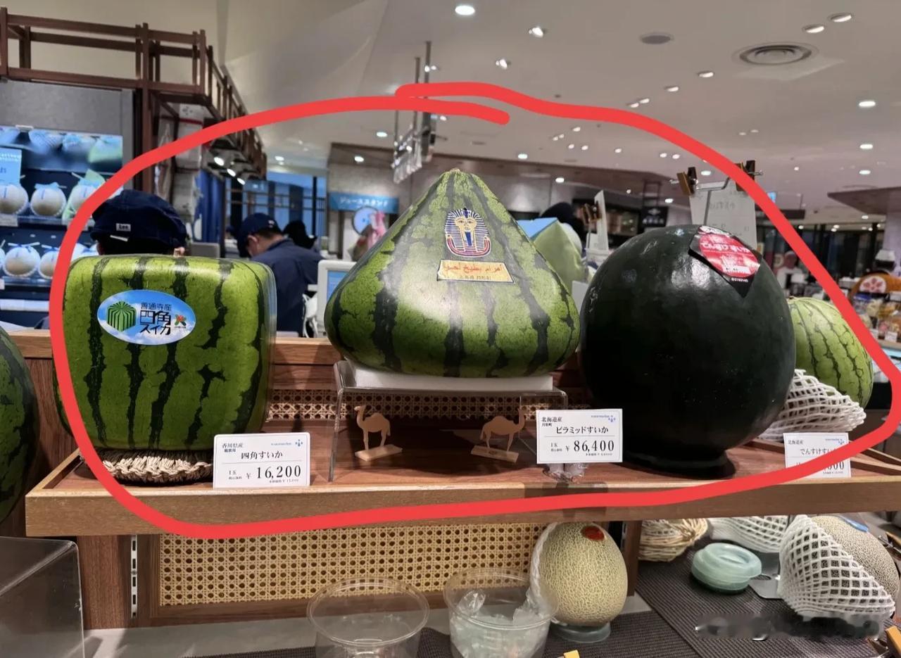 日本的西瓜确实让人高攀不起，日本人吃不起，中国人更吃不起，这价格，只有沙特人能吃