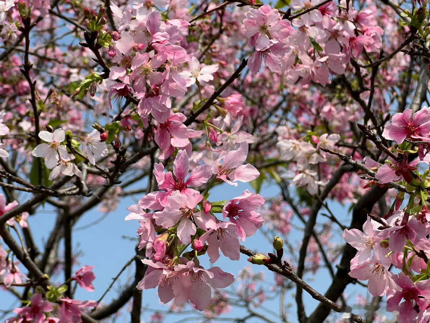 广州花城名不虚传！广州美丽的樱花浪漫迷人！ 广州离香港也很近，去香港购物旅游非常