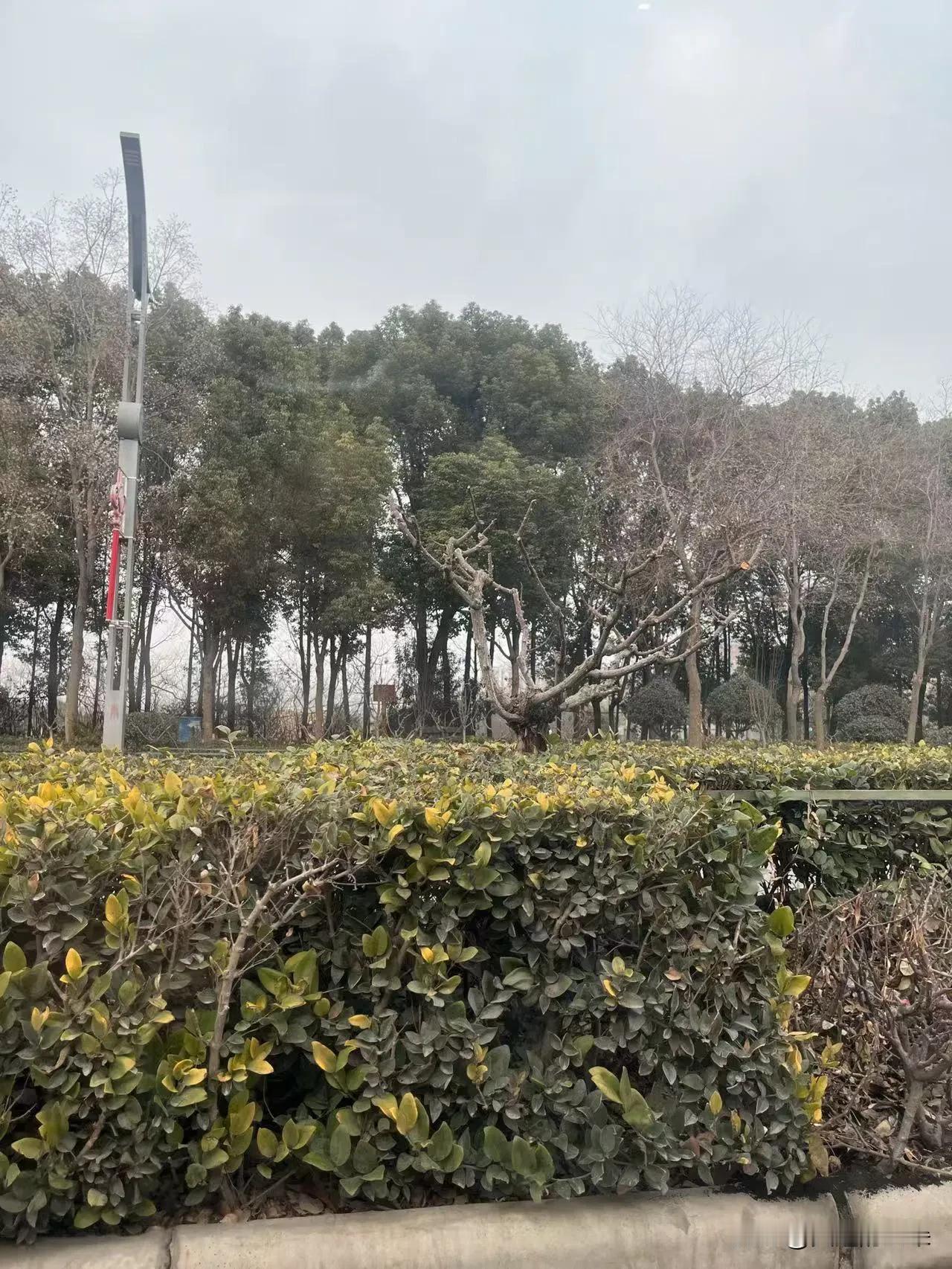 冬末的街头小景
 
今天出门办事，走在路上忽然被眼前这一幕绊住了脚。
 
路边的